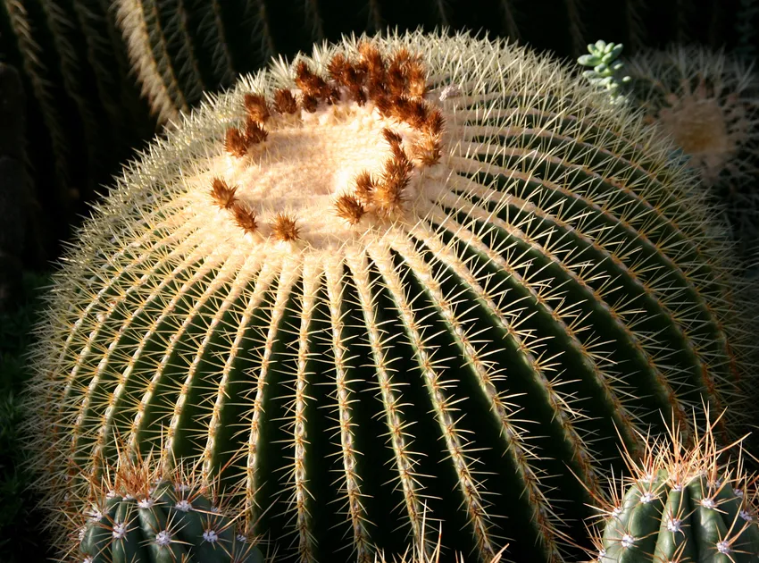 echinocactus grusonii plant showing characteristic features