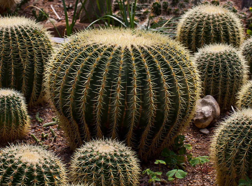 echinocactus grusonii plant showing characteristic features