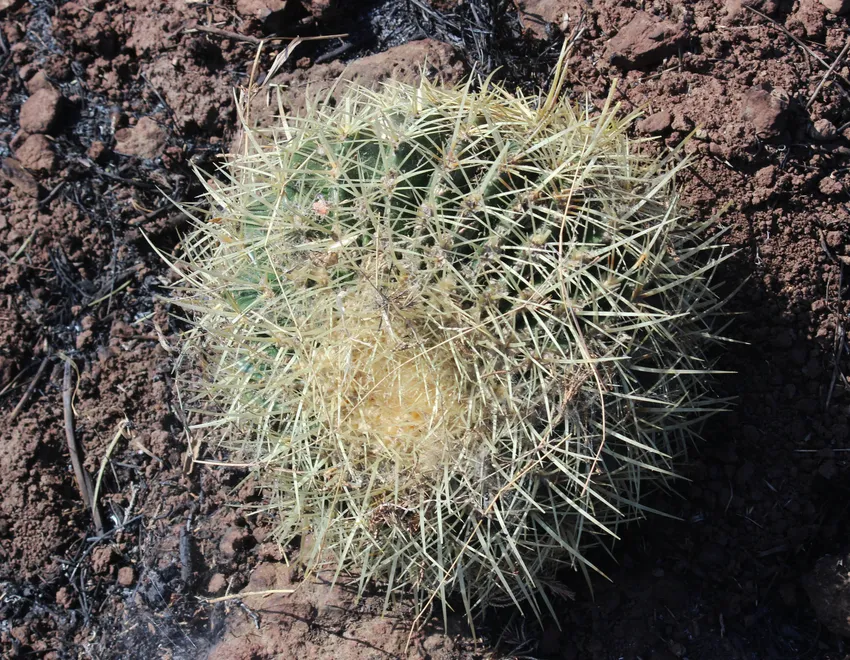 echinocactus grusonii plant showing characteristic features