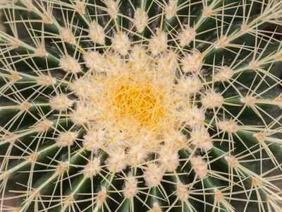thumbnail echinocactus grusonii