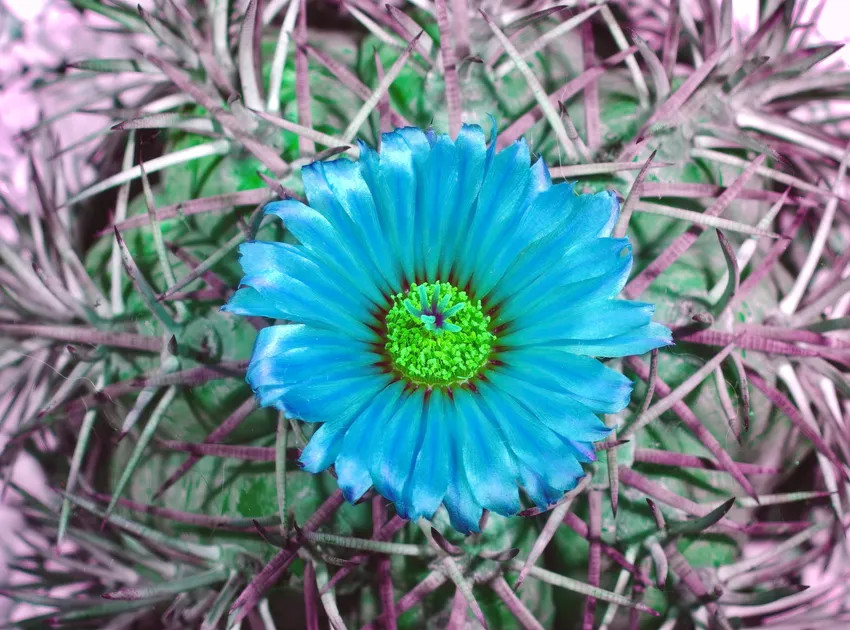 echinocactus horizonthalonius plant showing characteristic features