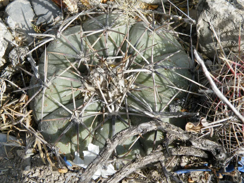 echinocactus horizonthalonius plant showing characteristic features