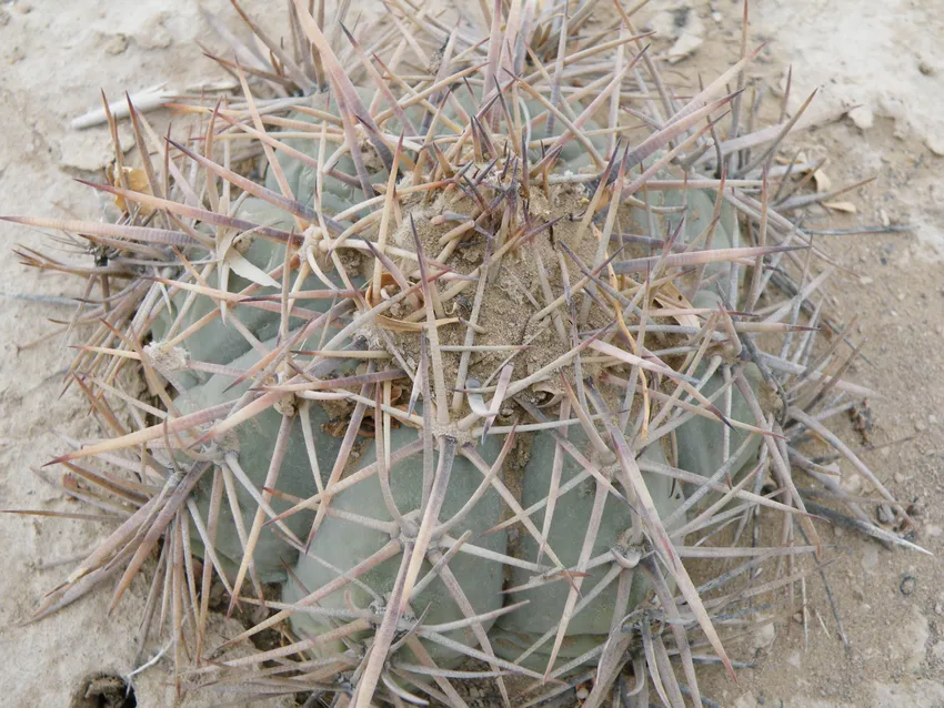 echinocactus horizonthalonius plant showing characteristic features
