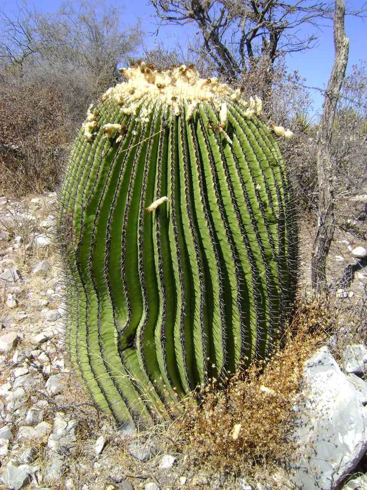 echinocactus platyacanthus plant showing characteristic features
