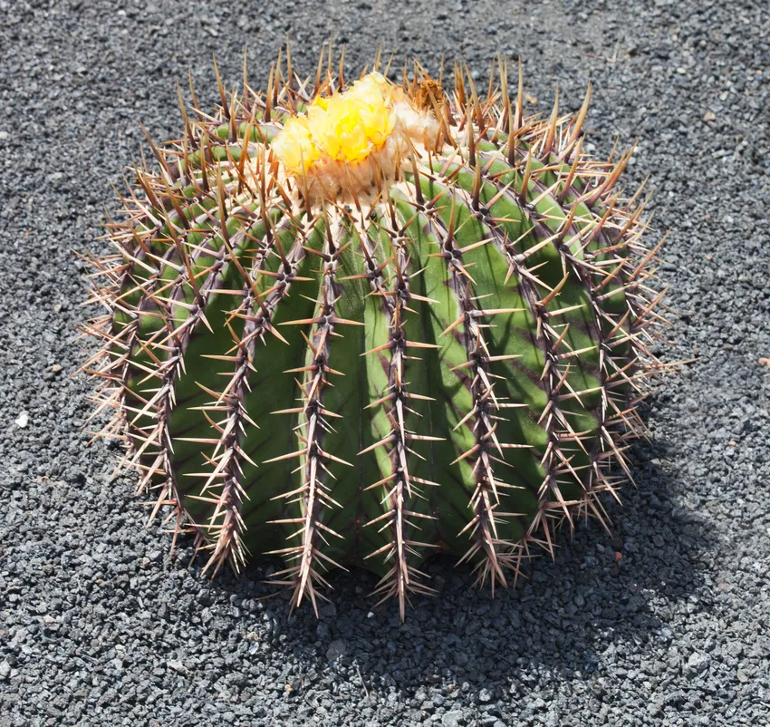 echinocactus platyacanthus plant showing characteristic features