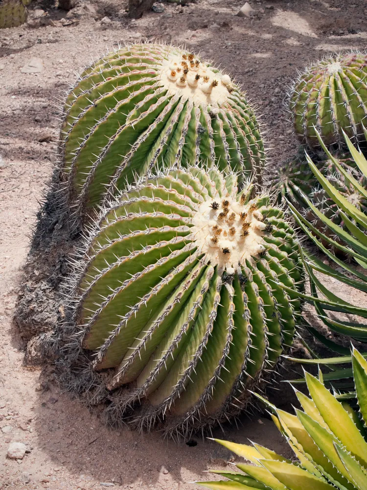 echinocactus platyacanthus plant showing characteristic features