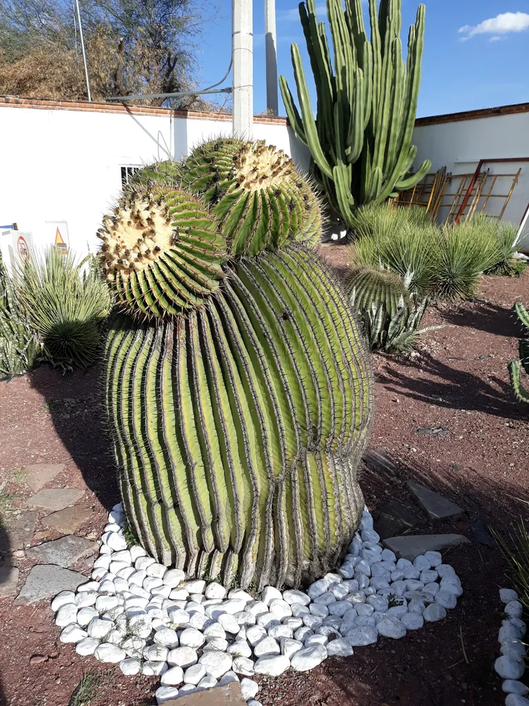 echinocactus platyacanthus plant showing characteristic features