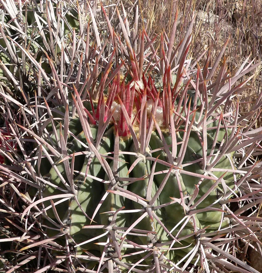 echinocactus polycephalus plant showing characteristic features
