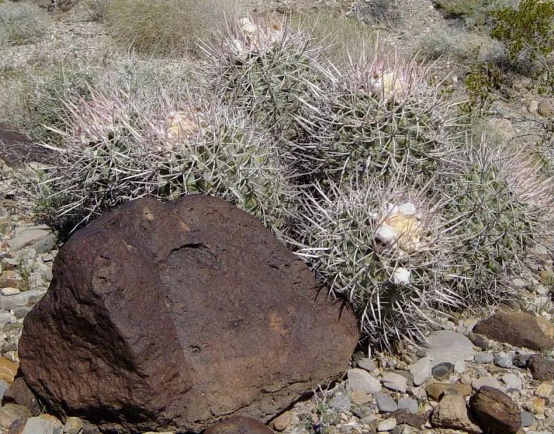 echinocactus polycephalus plant showing characteristic features