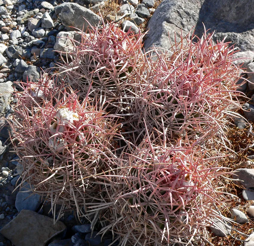 echinocactus polycephalus plant showing characteristic features