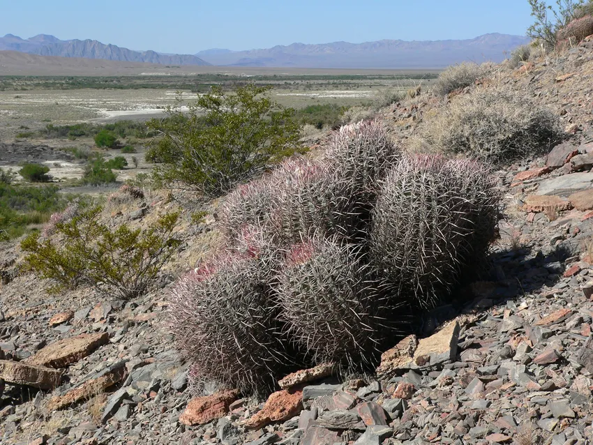 echinocactus polycephalus plant showing characteristic features