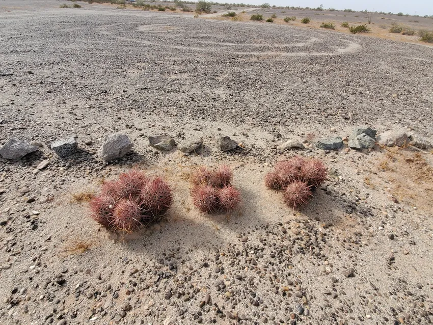 echinocactus polycephalus plant showing characteristic features