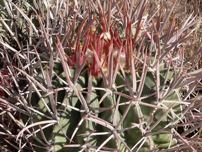 thumbnail echinocactus polycephalus