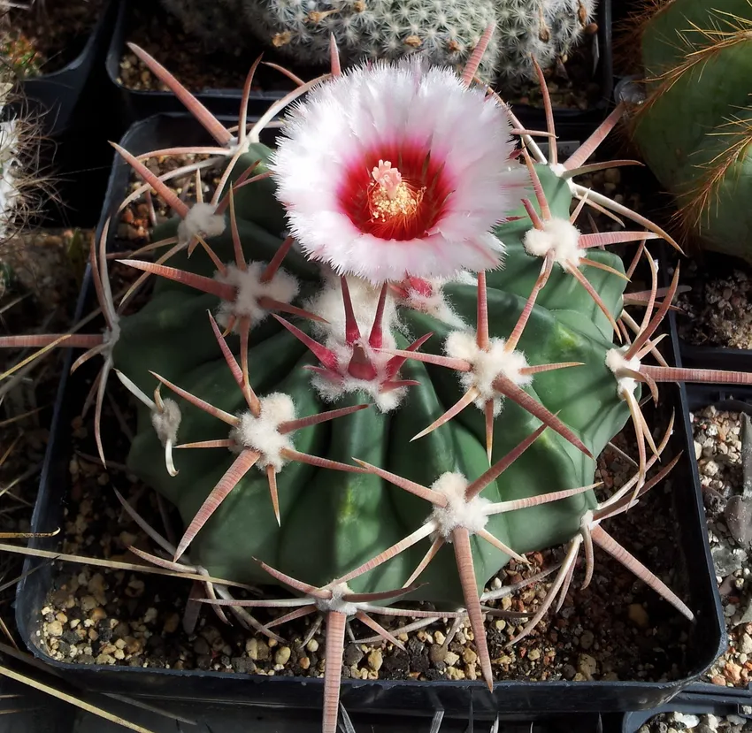 echinocactus texensis plant showing characteristic features