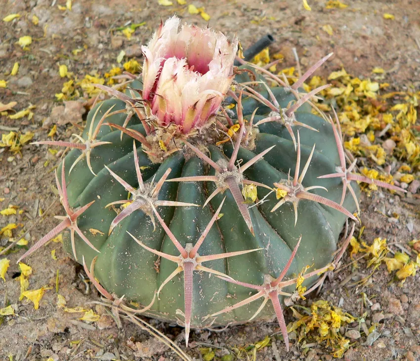 echinocactus texensis plant showing characteristic features