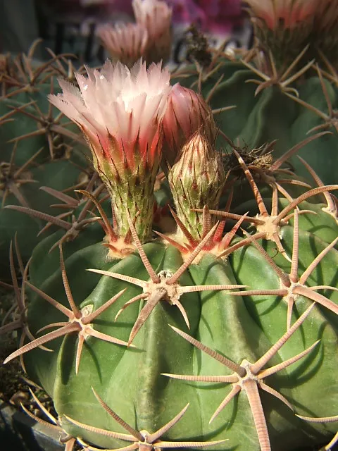echinocactus texensis plant showing characteristic features