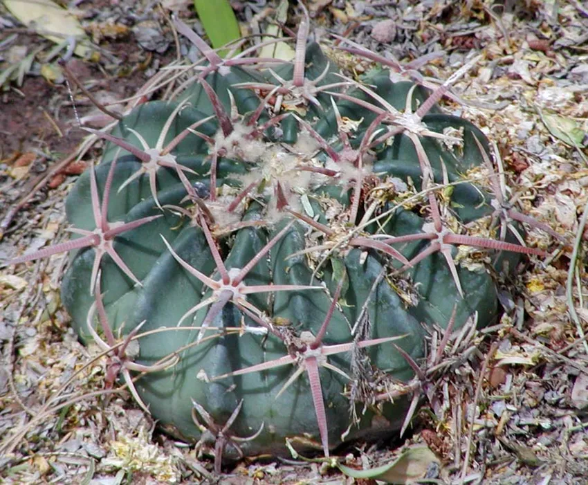 echinocactus texensis plant showing characteristic features