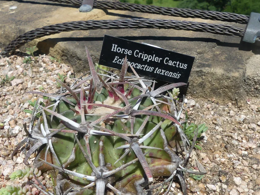 echinocactus texensis plant showing characteristic features