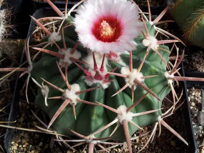 thumbnail echinocactus texensis