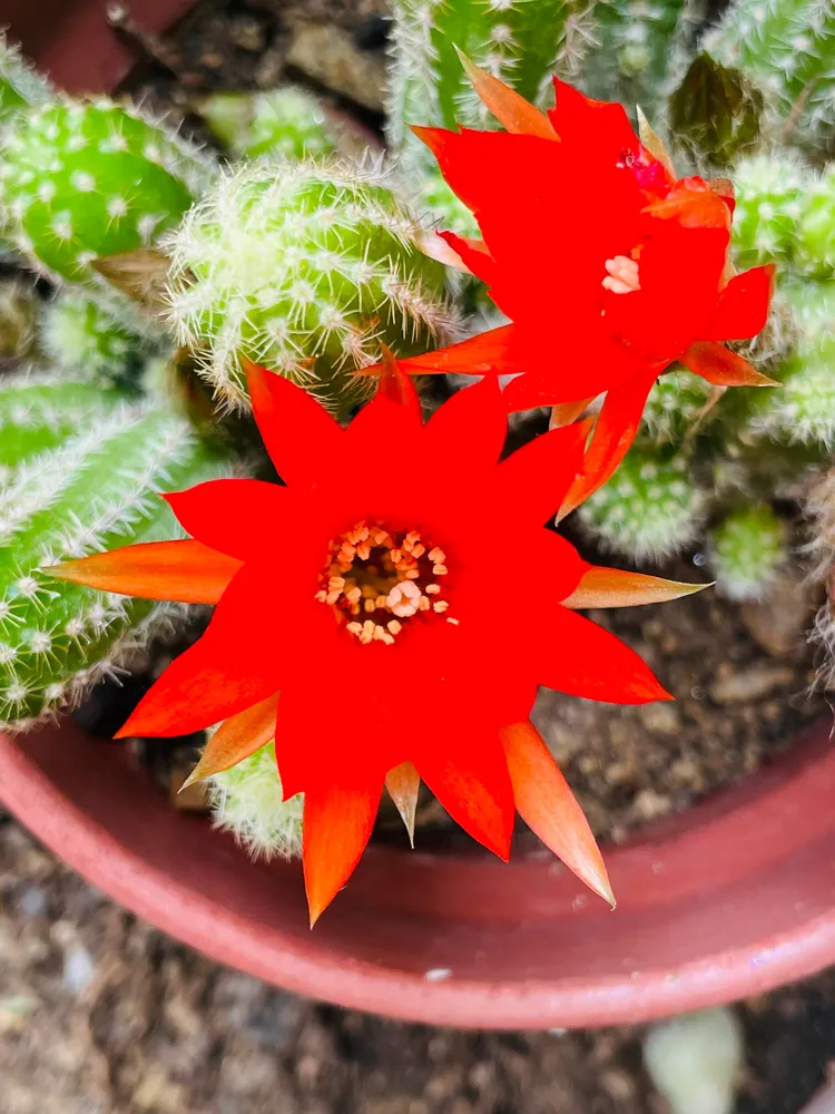 echinopsis chamaecereus plant showing characteristic features