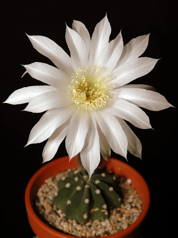 echinopsis subdenudata plant showing characteristic features