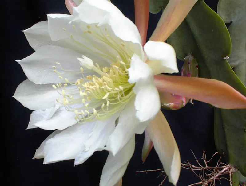 epiphyllum crenatum plant showing characteristic features