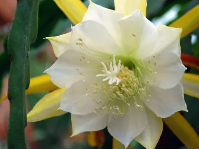 thumbnail epiphyllum laui