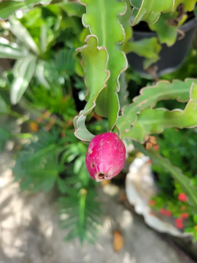 epiphyllum phyllanthus plant showing characteristic features