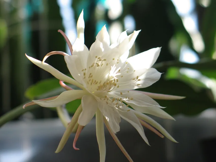 epiphyllum pumilum plant showing characteristic features