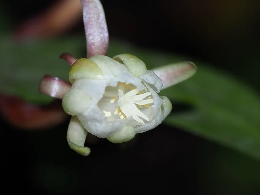 epiphyllum pumilum plant showing characteristic features