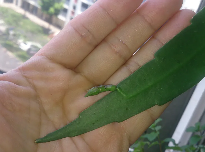 epiphyllum pumilum plant showing characteristic features