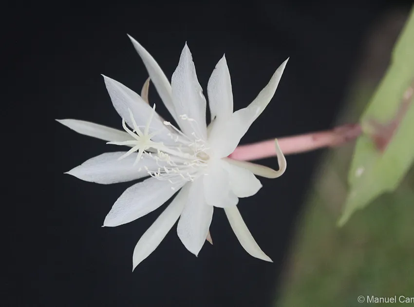 epiphyllum pumilum plant showing characteristic features