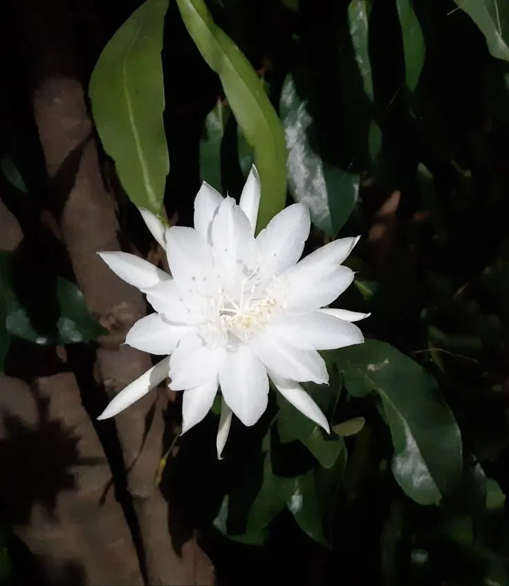 epiphyllum pumilum plant showing characteristic features