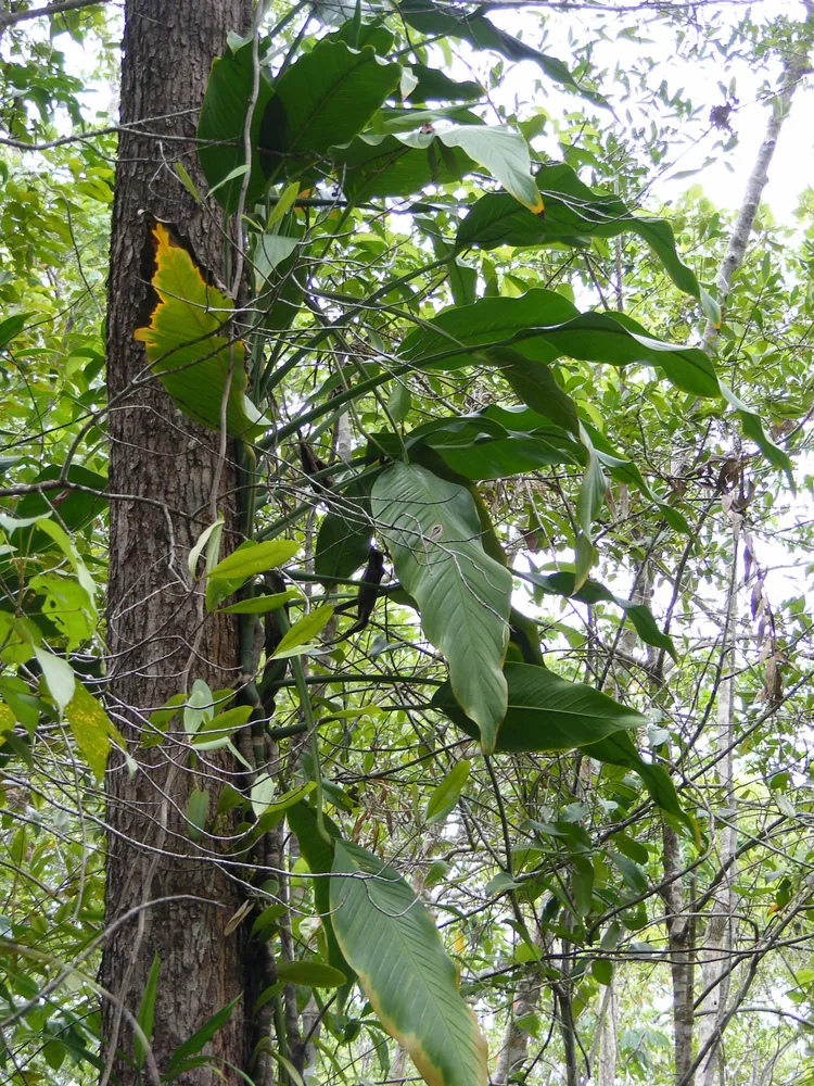 Plante epipremnum amplissimum montrant ses caractéristiques typiques