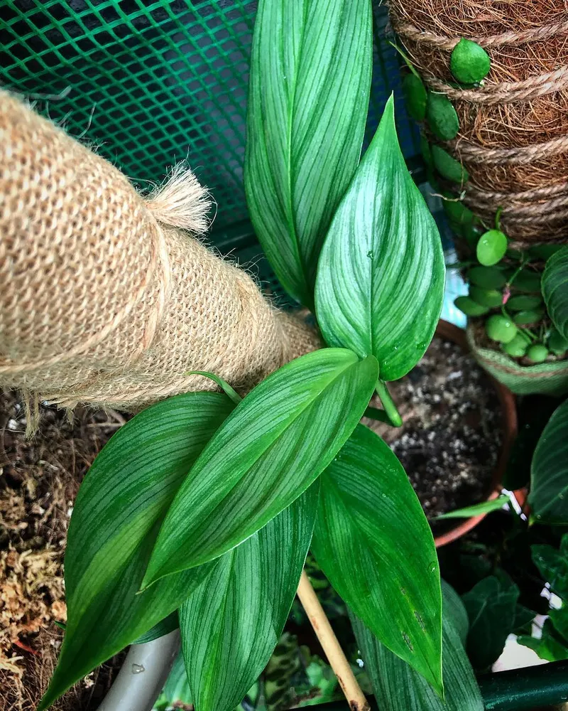 epipremnum silver stripe plant showing characteristic features