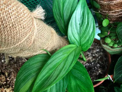 epipremnum silver stripe thumbnail