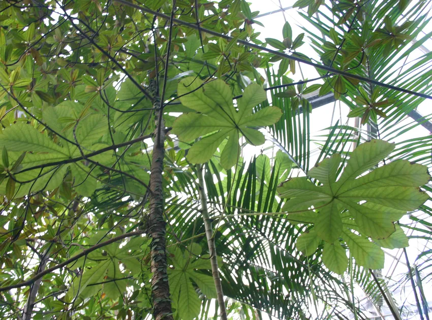 Plante epipremnum amplissimum montrant ses caractéristiques typiques