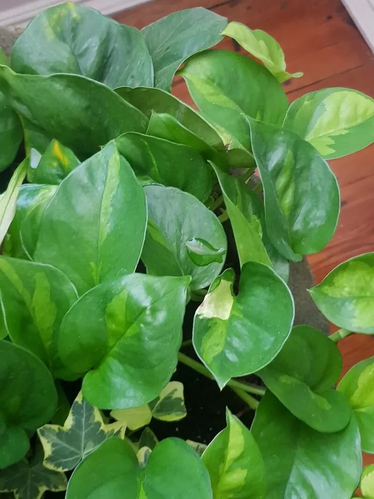 epipremnum global green plant showing characteristic features