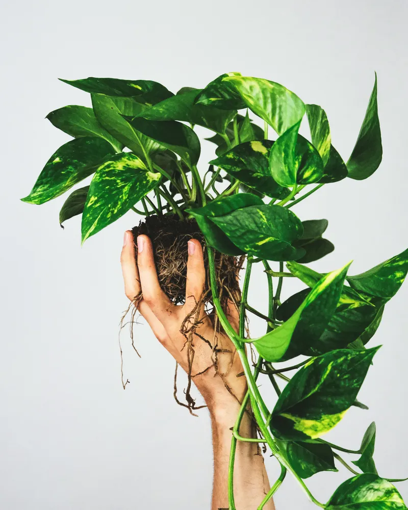 Plante epipremnum aureum montrant ses caractéristiques typiques