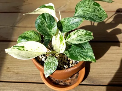 epipremnum marble queen thumbnail