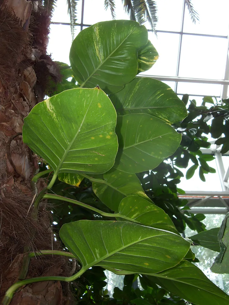 Plante epipremnum aureum montrant ses caractéristiques typiques