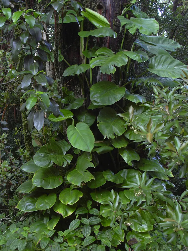 Plante epipremnum aureum montrant ses caractéristiques typiques