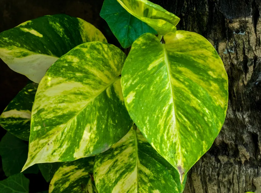 Plante epipremnum aureum montrant ses caractéristiques typiques