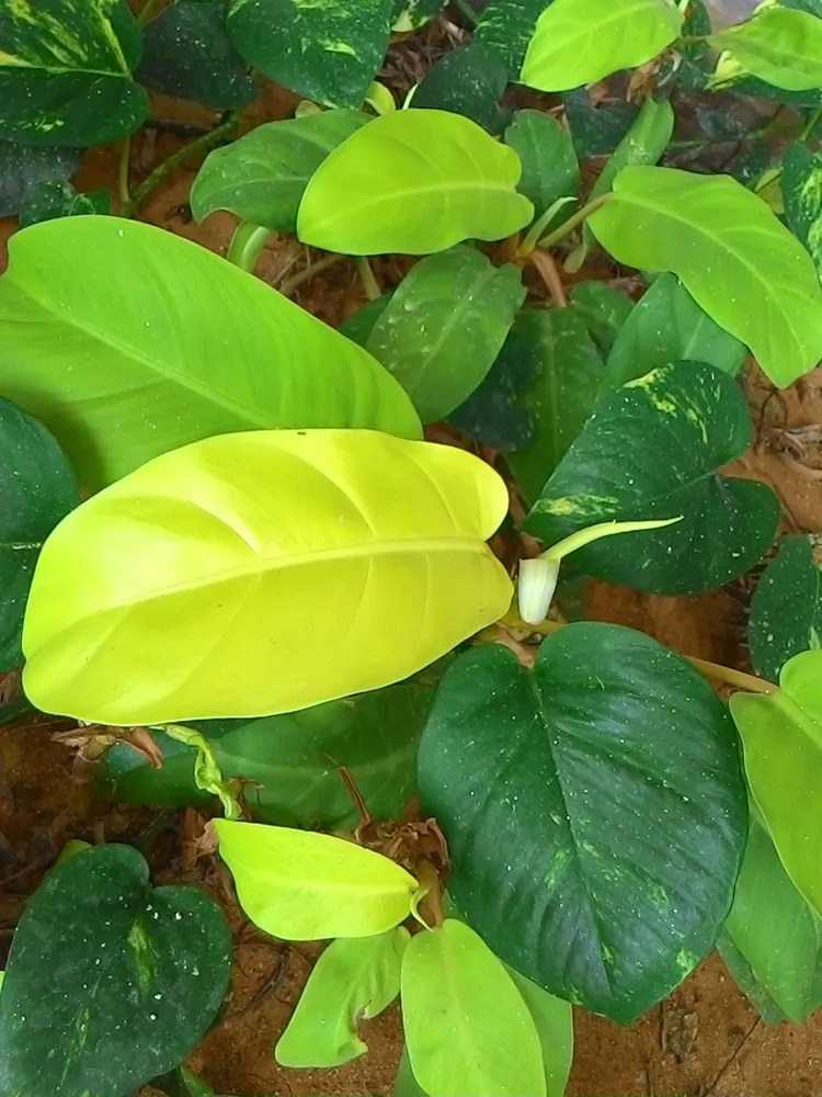 Plante epipremnum giganteum montrant ses caractéristiques typiques