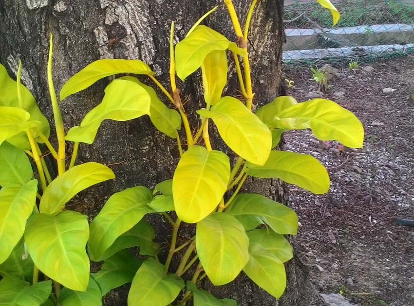 Plante epipremnum giganteum montrant ses caractéristiques typiques