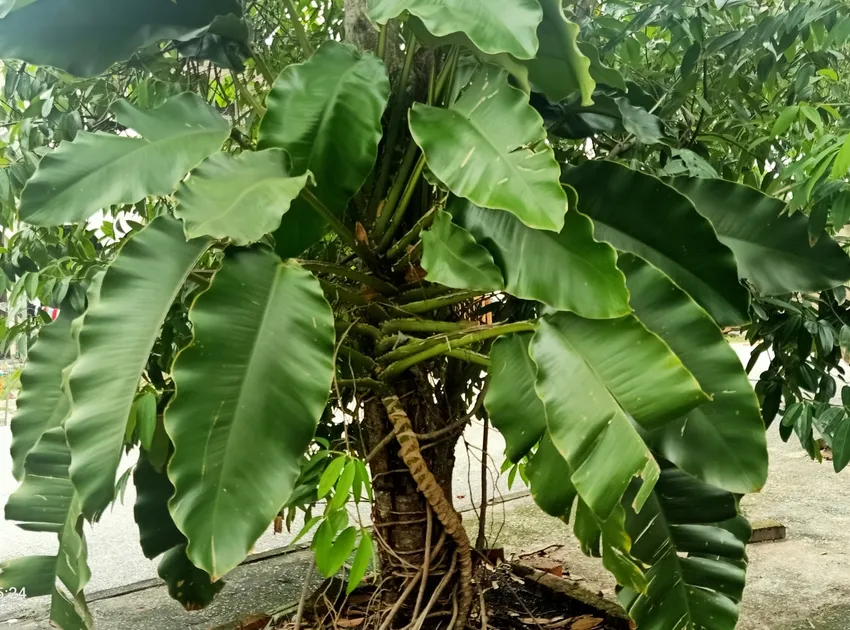 Plante epipremnum giganteum montrant ses caractéristiques typiques