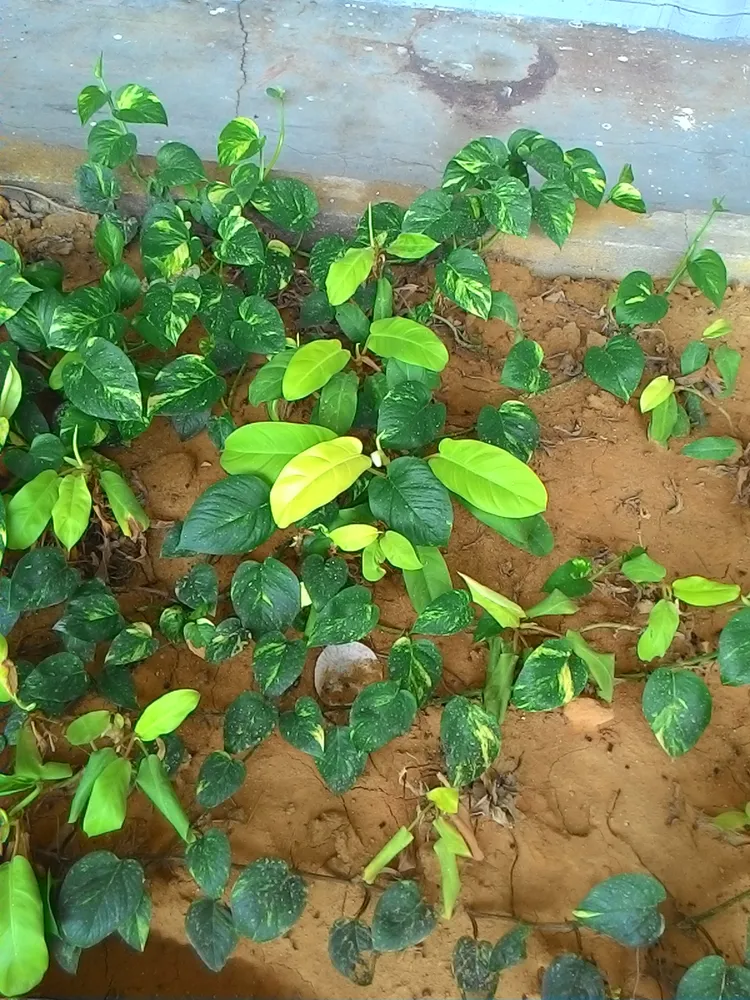 Plante epipremnum giganteum montrant ses caractéristiques typiques