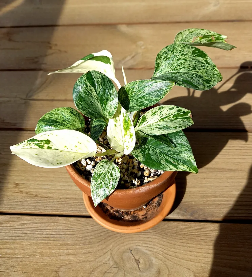 Plante epipremnum marble queen montrant ses caractéristiques typiques