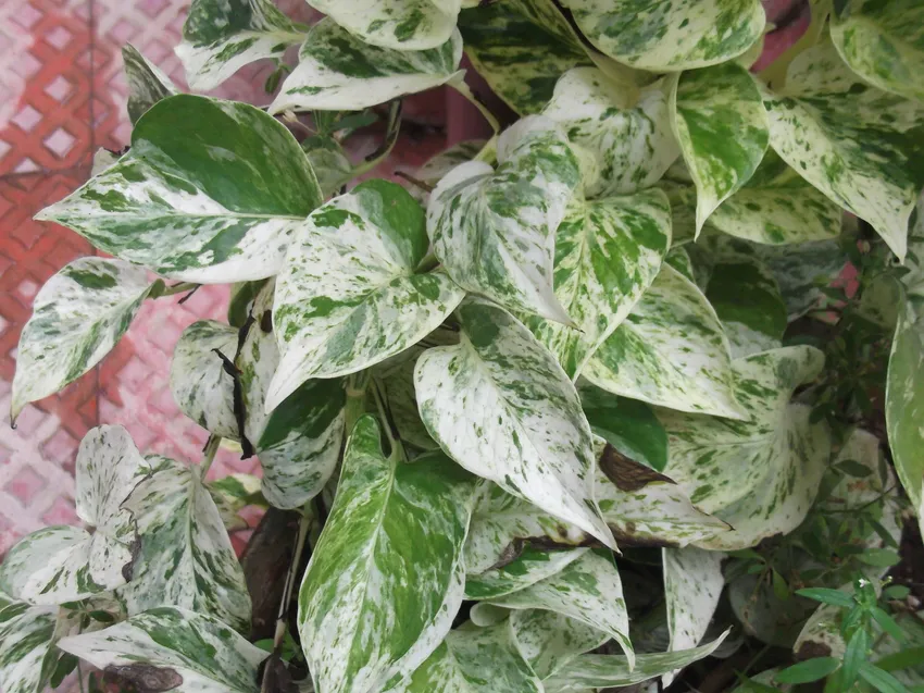 Plante epipremnum marble queen montrant ses caractéristiques typiques