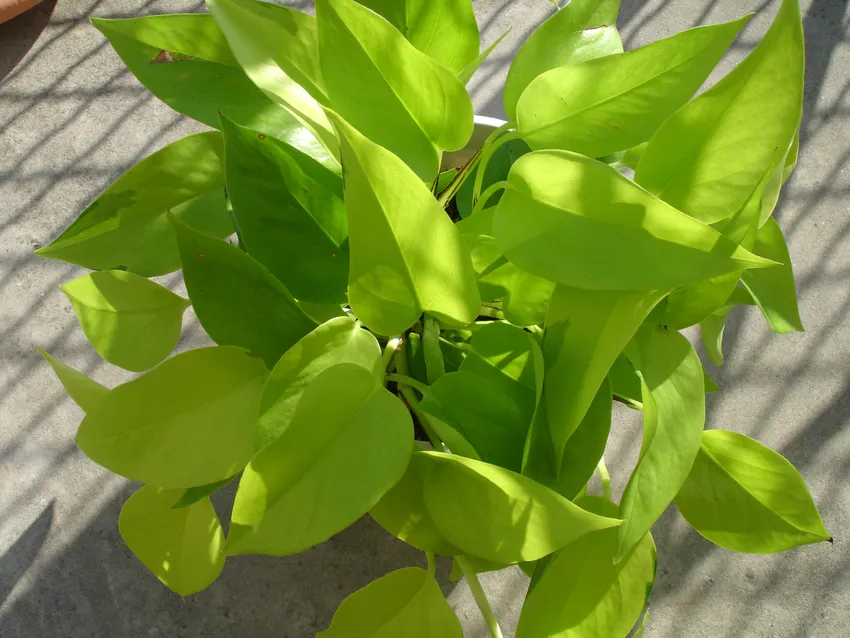 Plante epipremnum neon montrant ses caractéristiques typiques